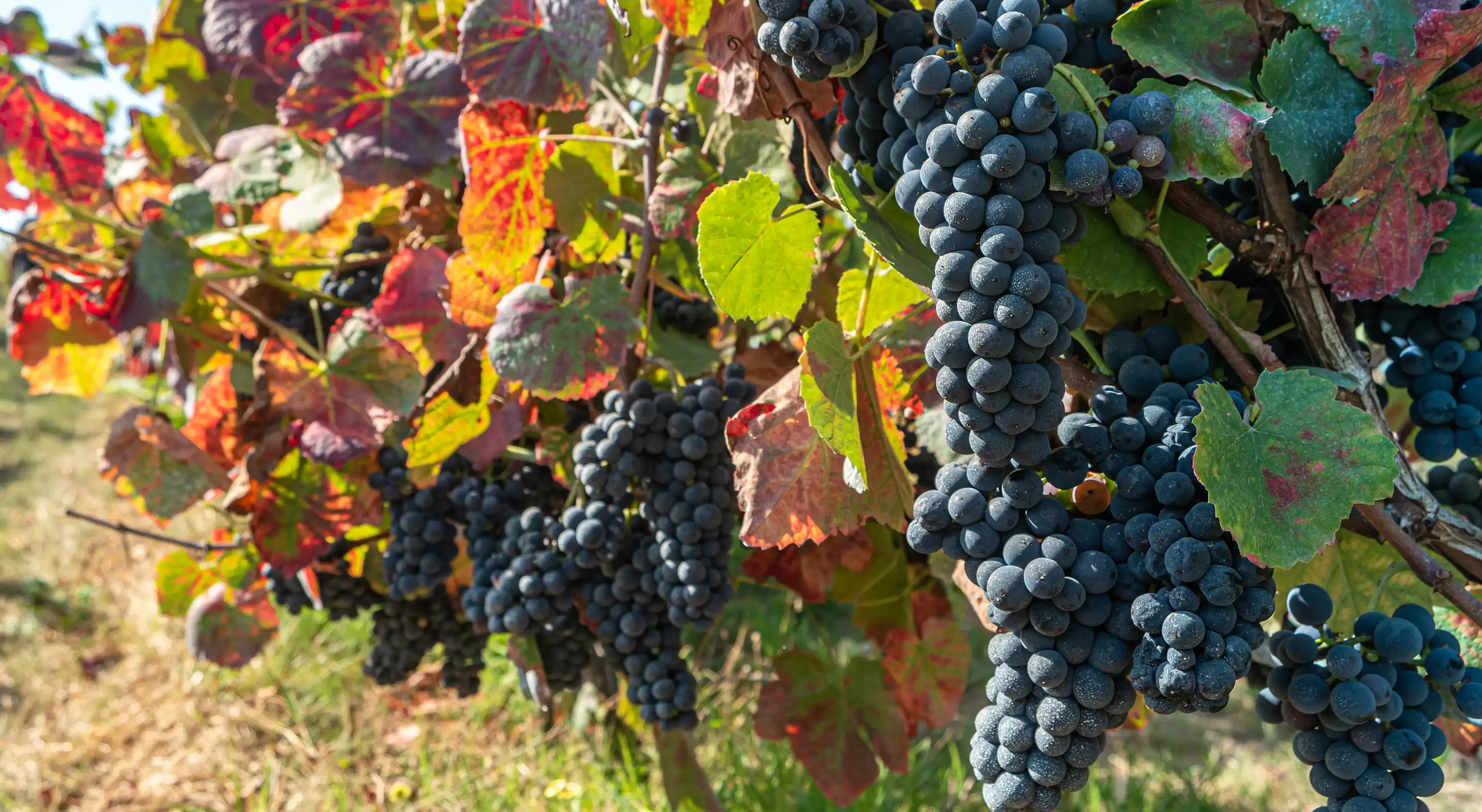wine grapes on a vine in the Pocono Mountains